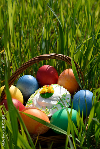 Basket with colored Easter eggs in the fresh spring grass with yellow flowers.Spring festive concept with copy space.