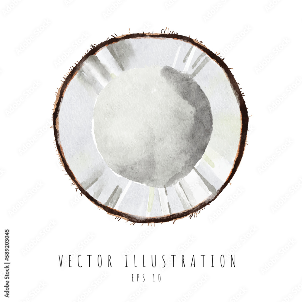 Fototapeta premium Coconut cross section watercolor painting isolated on white background. Vector illustration