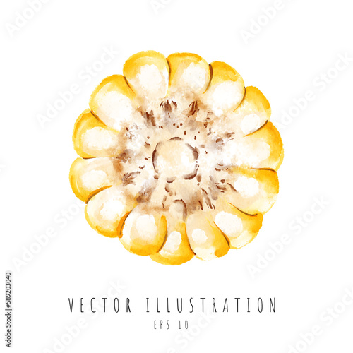 Corn cross section watercolor painting isolated on white background. Vector illustration
