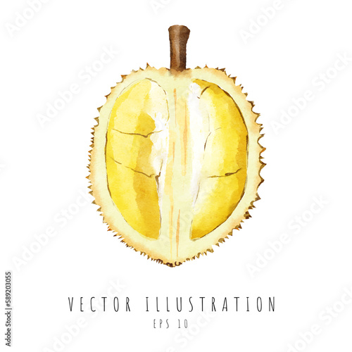 Durian cross section watercolor painting isolated on white background. Vector illustration