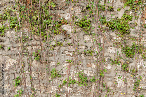 Grunge wall background with old weathered stones and plants texture