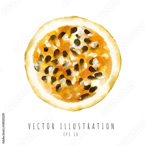 Passion fruit cross section watercolor painting isolated on white background. Vector illustration