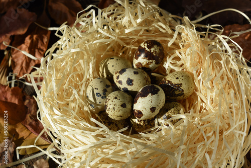 Easter eggs in the nest on rustic natural background of dried leaves. Quail eggs. Easter symbol. Festive decoration.