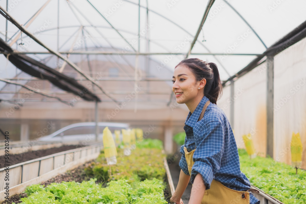 custom made wallpaper toronto digitalA confidence and proud young and smart Asian female owner or entrepreneur of vegetable organic farm or greenhouse. Concept of successful organic agriculture. Salad or lettuce harvest. Small business.