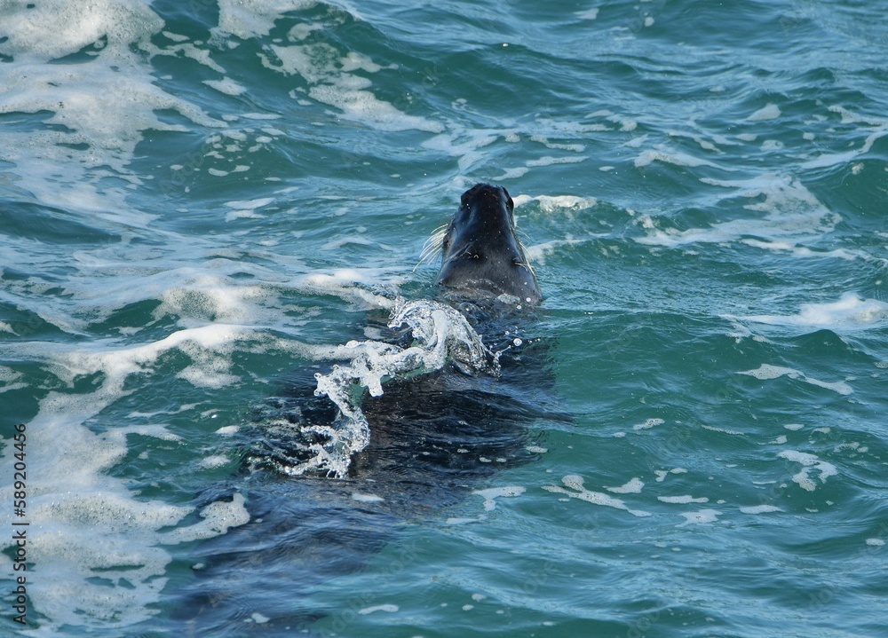 Naklejka premium Un phoque qui pêche en bord de mer en Bretagne