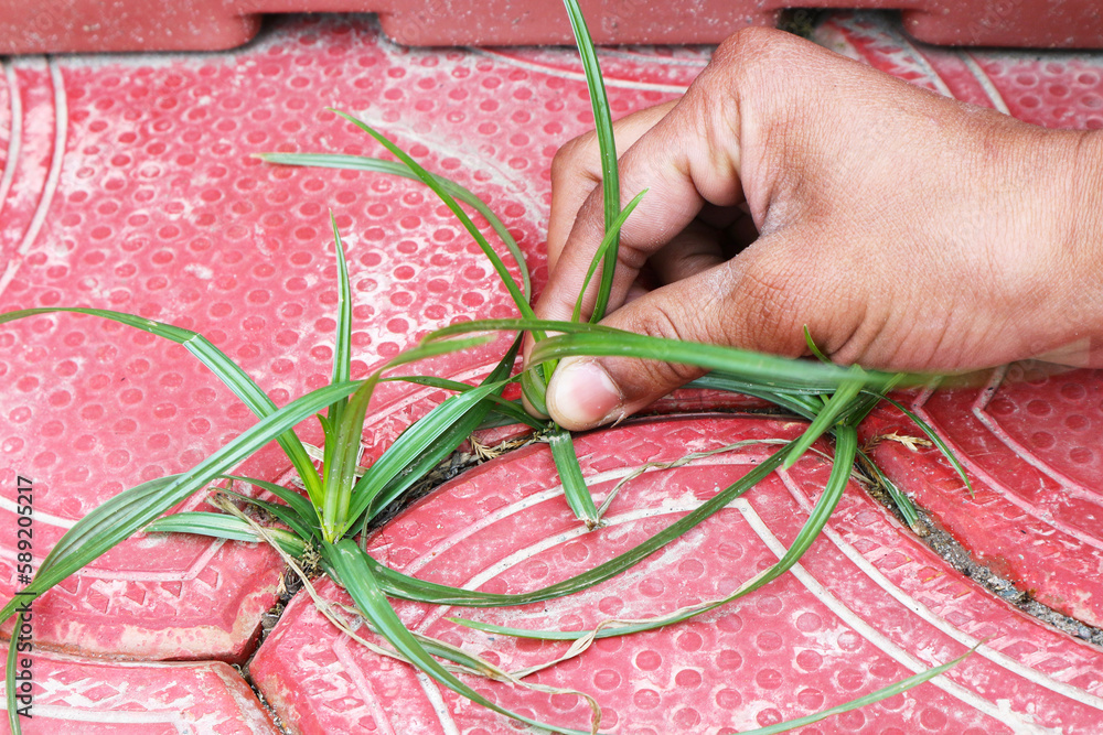 A man removes grass sprouted between paving slabs. Remove weeds from