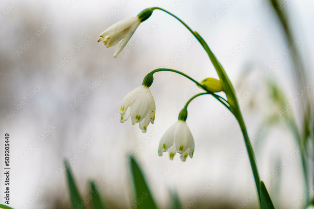 Fototapeta premium ひっそりと咲くスズラン