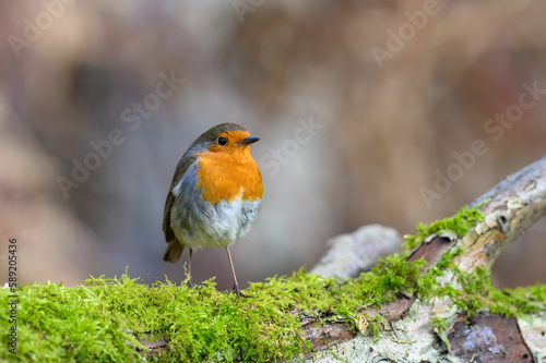 Eurasian Robin, Erithacus Rubecula, Perched on a moss covered tree branch, Winter,side view, looking right © Vic Thornley