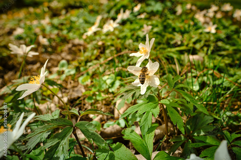 Wild bee pollinating a white-yellow wood anemone early-spring windflower in a green garden, park or forest on a sunny day Wild bee pollinating a white-yellow wood anemone early-spring windflower in a green garden, park or forest on a sunny day