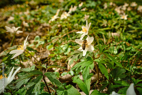 Wild bee pollinating a white-yellow wood anemone early-spring windflower in a green garden, park or forest on a sunny day 