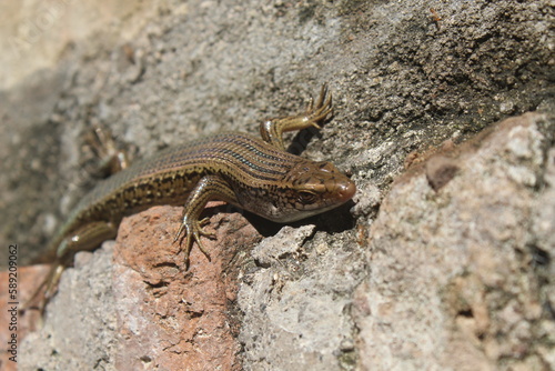 a lizard basking in the morning on the rocks