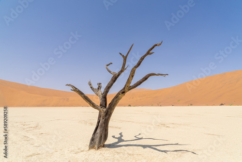 Einzelner Baum im Deadvlei