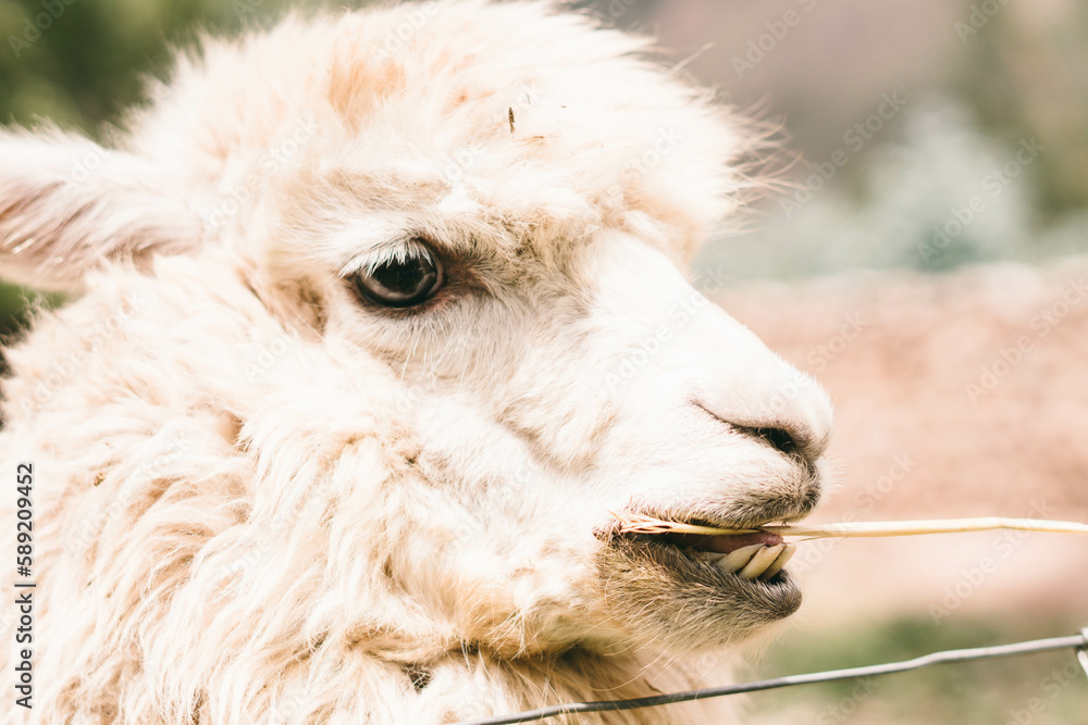 Travel Photography at Macchu Picchu, Peru