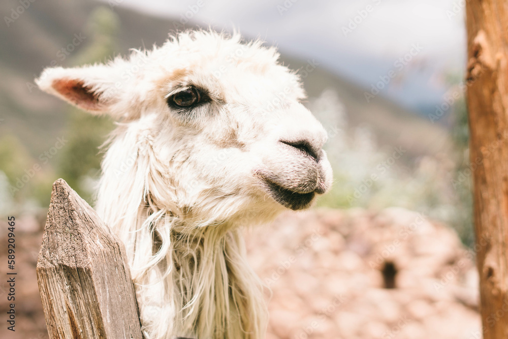 Fototapeta premium Travel Photography at Macchu Picchu, Peru