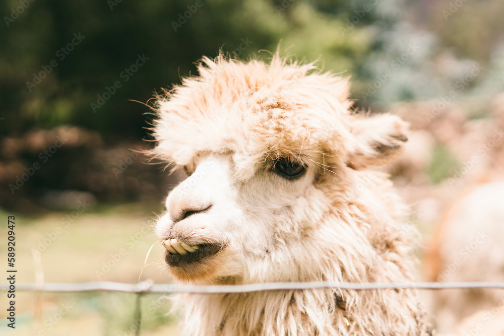 Fototapeta premium Travel Photography at Macchu Picchu, Peru