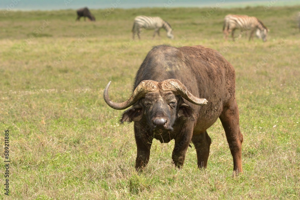 african buffalo in the savannah african buffalo in the savannah