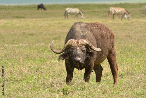 african buffalo in the savannah