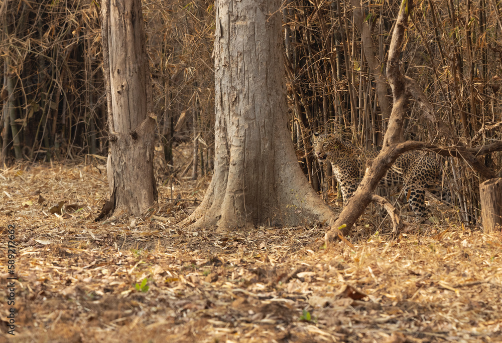 Leopard in the jungle ofTadoba Andhari Tiger Reserve, India Leopard in the jungle ofTadoba Andhari Tiger Reserve, India