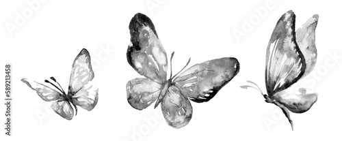 Photography Three big butterflies on white background