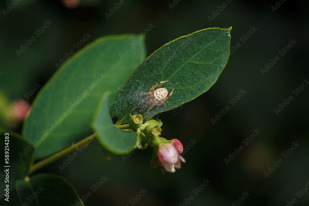 spider in its web sitting on snowberry plant with pink buds before flowering, soft focused macro shot spider in its web sitting on snowberry plant with pink buds before flowering, soft focused macro shot