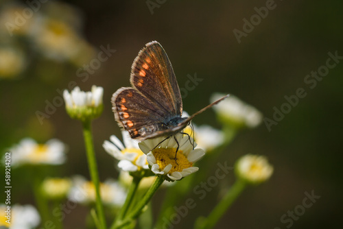 Aricia agestis, the brown argus butterfly in the family Lycaenidae sitting on camomile, chamomile flower. Soft focused macro shot © elenaseiryk