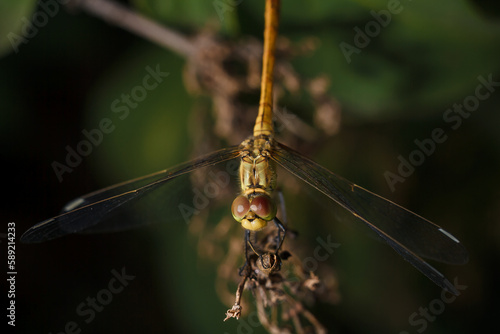 soft focused macro shot of dragonfly sitting on plant, life of insects © elenaseiryk