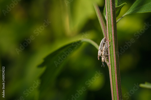 weevils or long snout beetles mating on green plant stem, insects reproduction soft focused macro shot