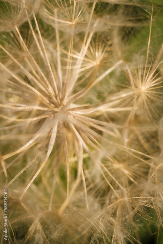 dry tragopogon, goatsbeard or salsify seed head. flowering plant with fragile detailes, seeds with umbrellas. soft focused vertical macro shot