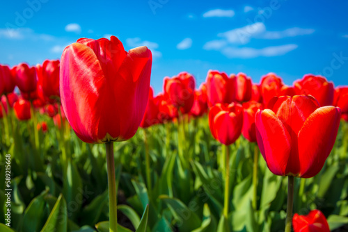 Tulip farm in Netherland during spring season