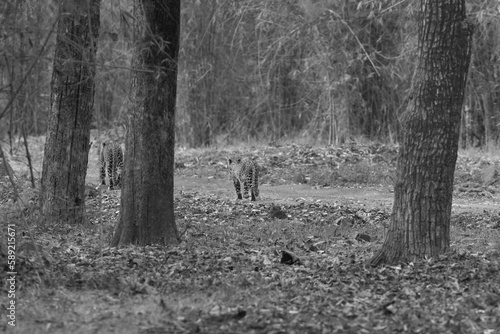 Mother and cub walking on the mudtrack of jungle at Tadoba Andhari Tiger Reserve, India