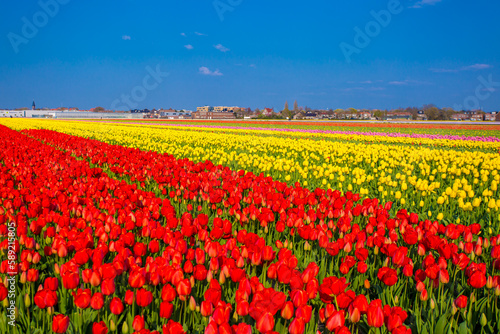 Tulip farm in Netherland during spring season