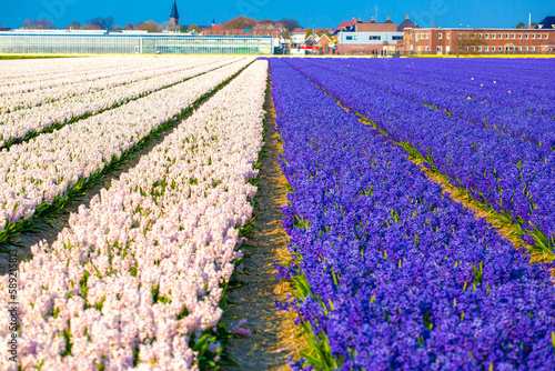 Hyacinth field in Netherlands in spring season