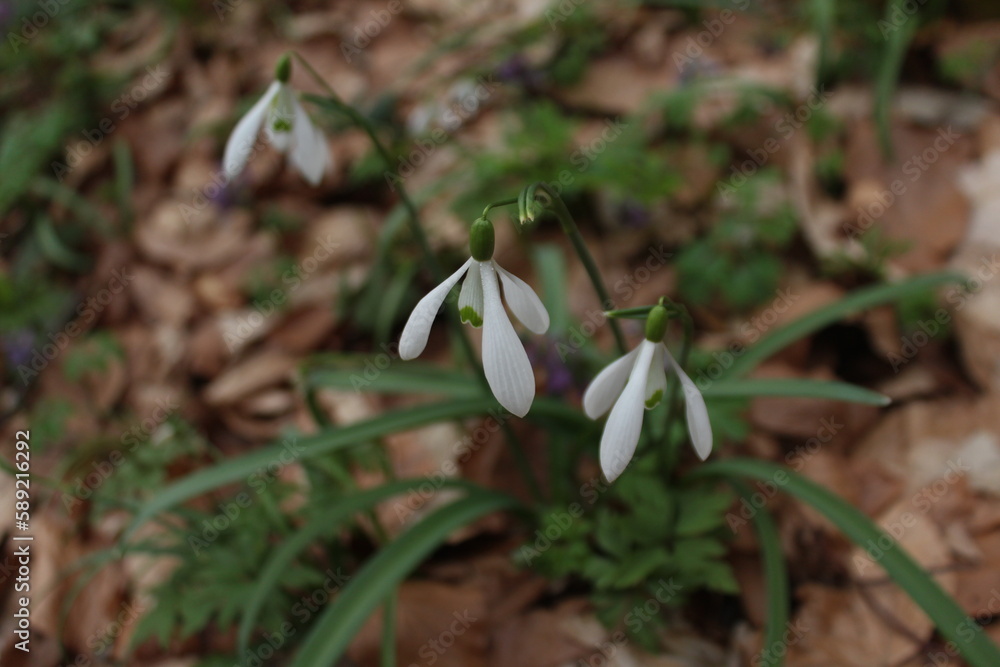 Obraz premium snowdrop flower in spring