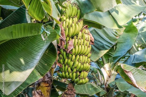 Spaziergang durch eine Bananenplatage auf Teneriffa 