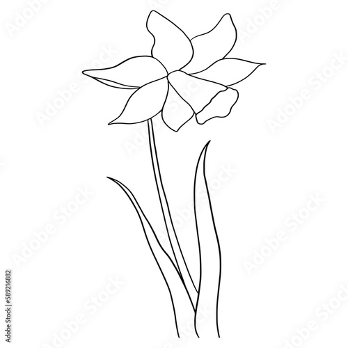 Hand drawn of daffodil on white background. Flower outline style. Vintage vector illustration.