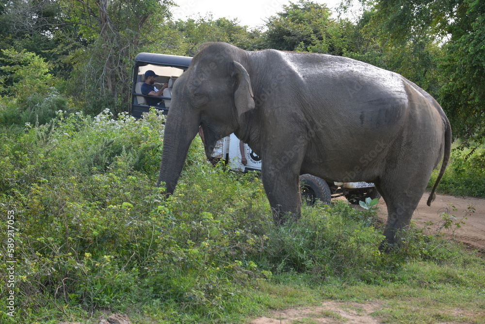 Fototapeta premium Wasgamuwa National Park Safari