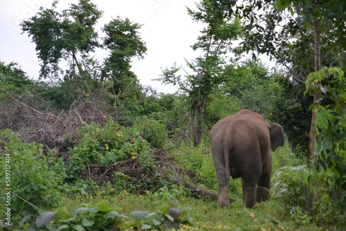 Wasgamuwa National Park Safari