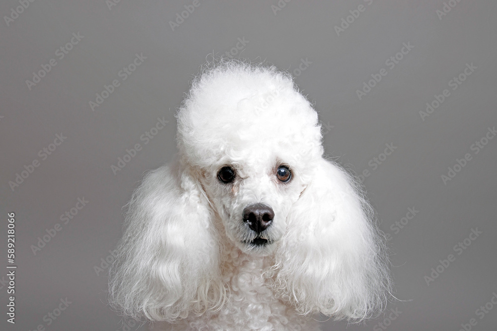 Portrait of a white poodle. Isolated on gray background Portrait of a white poodle. Isolated on gray background