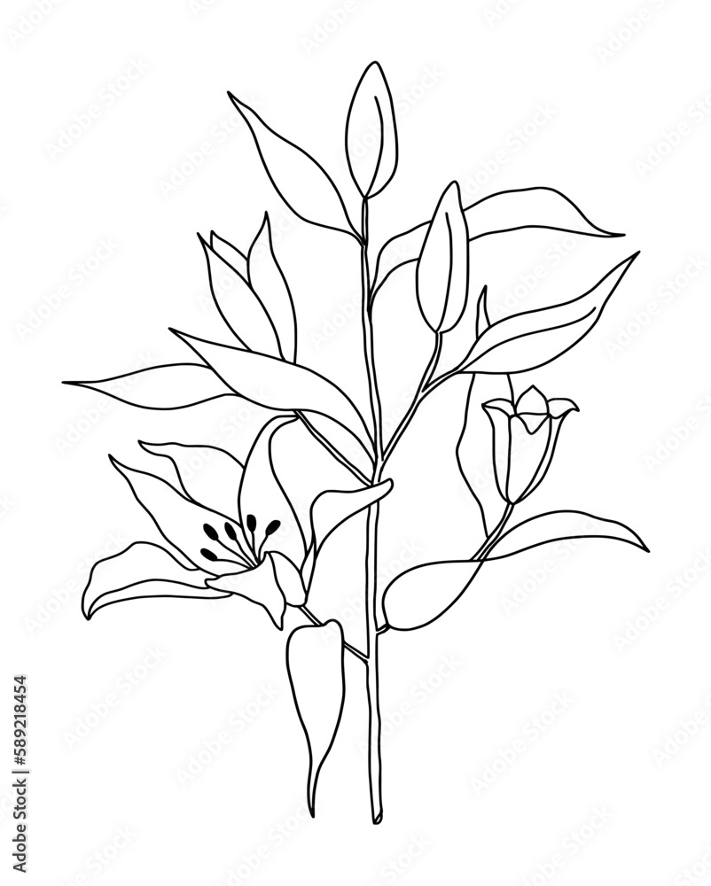 Hand drawn of tulip on white background. Flower outline style. Vintage vector illustration. Hand drawn of tulip on white background. Flower outline style. Vintage vector illustration.