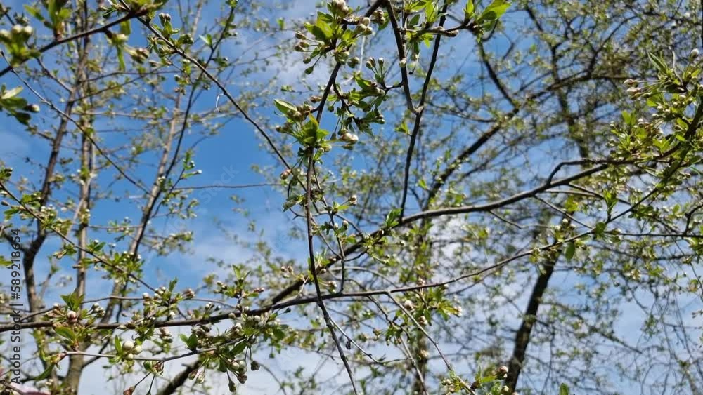 Blossoming branch of wild cherry against the blue sky Blossoming branch of wild cherry against the blue sky