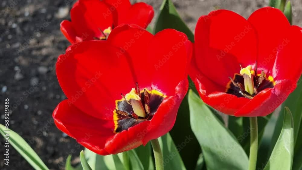 Beautiful red tulips in the spring garden. Bush of flowers in a flower bed. Beautiful red tulips in the spring garden. Bush of flowers in a flower bed.