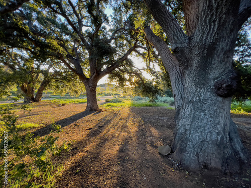 Large oak trees at Chatswor...