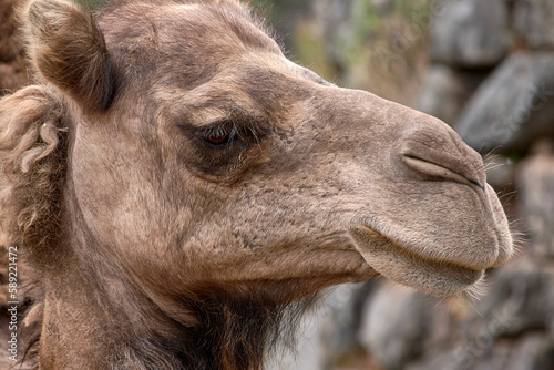 Detail of the head of a dromedary 