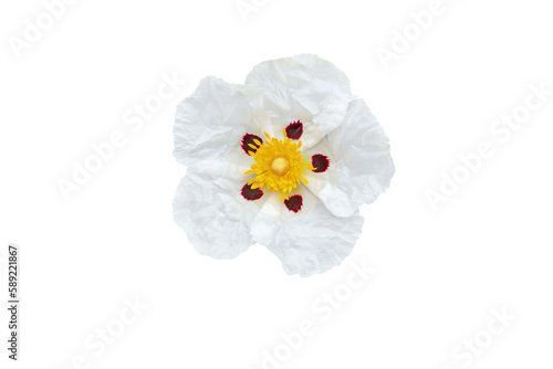 Cistus ladanifer or gum rockrose or labdanum or common gum cistus or brown-eyed rockrose flower 
with crumpled papery white petals with maroon spot at the base and yellow stamens and pistils isolated 