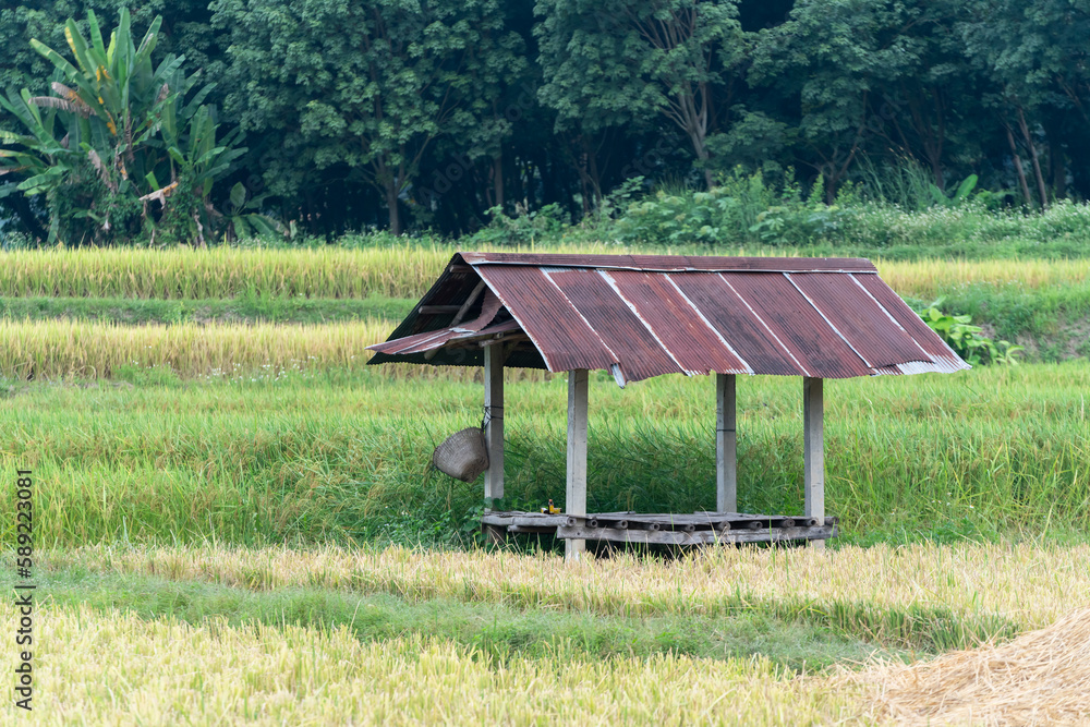 The farmer's resting pavilion is made of zinc roof on the rice field for the farmer to take a break from the sun during the harvest time. The atmosphere is surrounded by rice fields and trees. The farmer's resting pavilion is made of zinc roof on the rice field for the farmer to take a break from the sun during the harvest time. The atmosphere is surrounded by rice fields and trees.