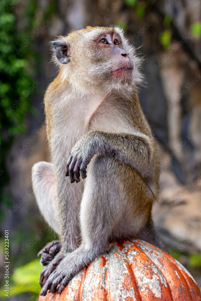 Obraz premium Long-tailed macaque at Batu Caves, Kuala Lumpur, Malaysia