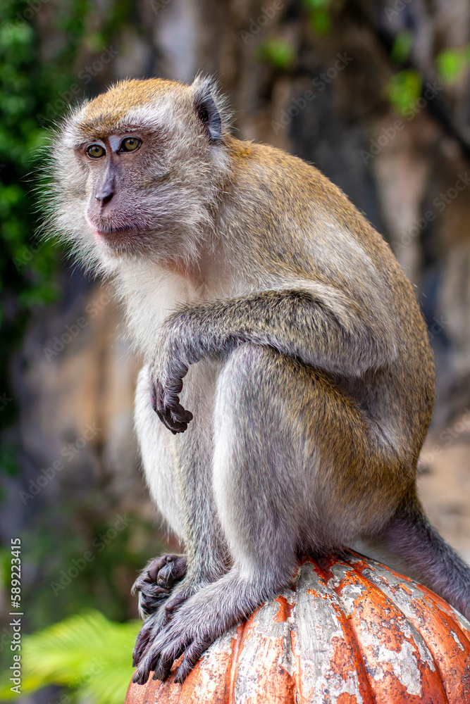 Fototapeta premium Long-tailed macaque at Batu Caves, Kuala Lumpur, Malaysia