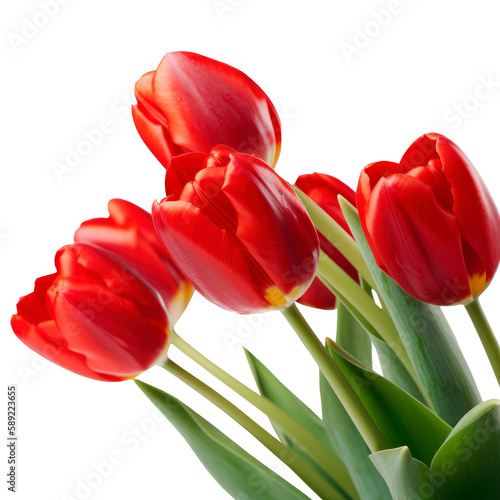 Red tulips isolated on transparent background. Generative AI