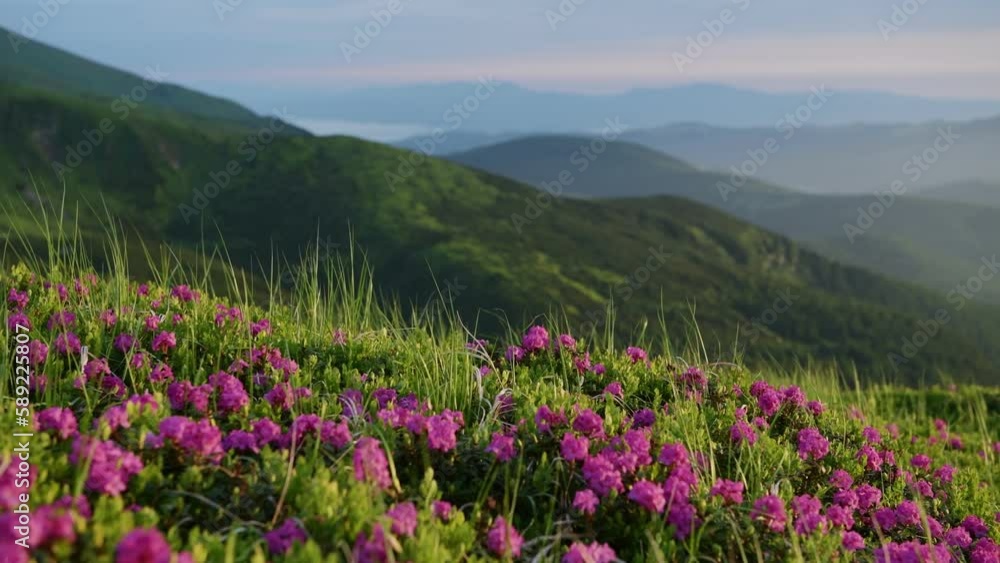 View of the flowers and panorama. Majestic Carpathian Mountains landscape. View of the flowers and panorama. Majestic Carpathian Mountains landscape.