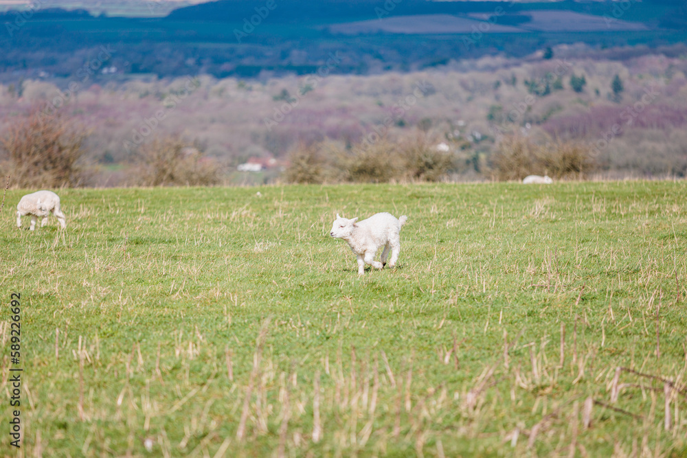Fototapeta premium Baby sheep running in farm, meadow in spring